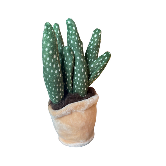 Plysjplante i potte 12–17 cm – 3 varianter (kaktus/sukkulent) | Take Me Home