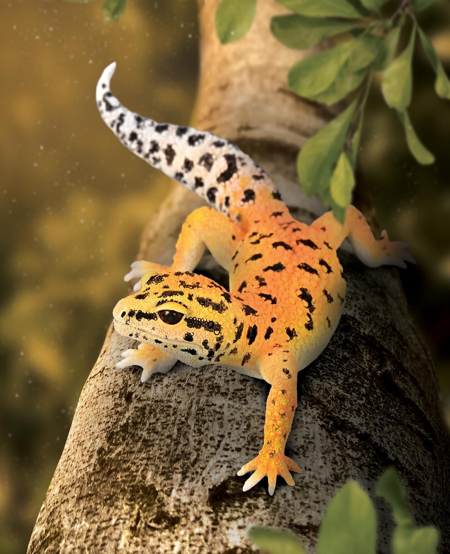 Leopardgecko figur 11 cm – realistisk reptil | CollectA