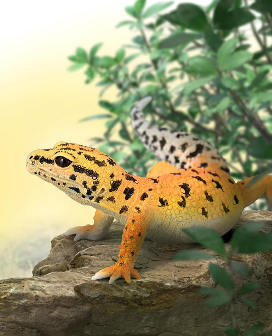 Leopardgecko figur 11 cm – realistisk reptil | CollectA