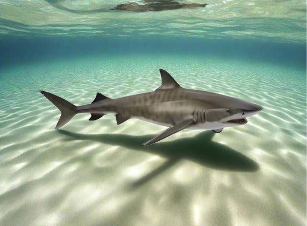 Collecta Tiger Shark (L) - Bamsedyra