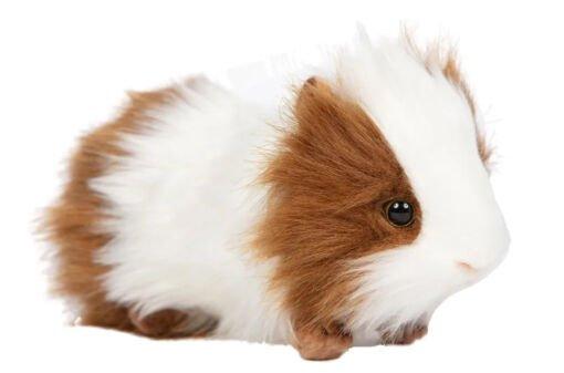 Brown and White Guinea Pig Plush | Hansa Creation - Bamsedyra AS