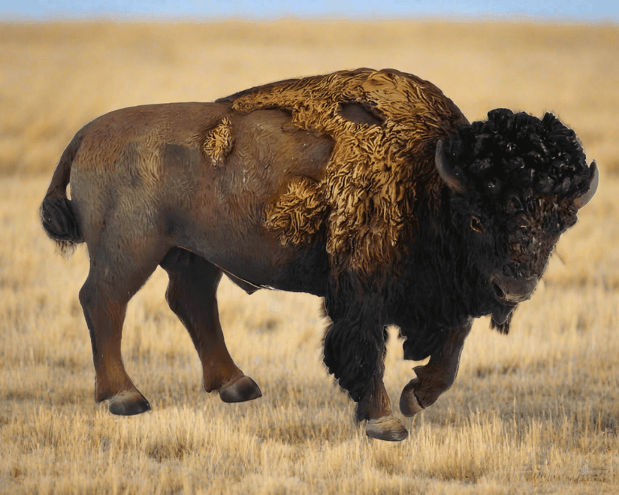 CollectA Amerikansk Bison Figur – sidevisning av naturtro bison