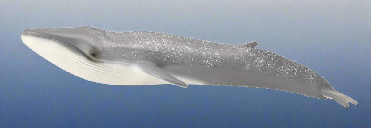 CollectA Blue Whale - Bamsedyra AS