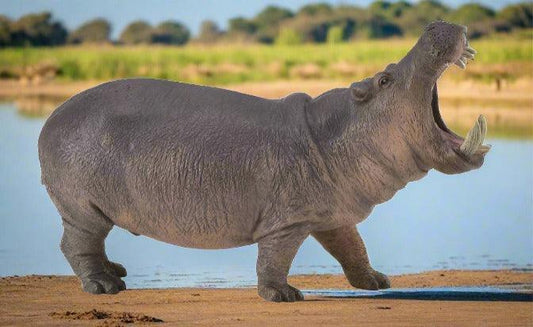 CollectA Hippopotamus - Bamsedyra AS
