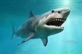 Megalodon Hai Figur 30 cm | CollectA Deluxe - Bamsedyra AS