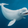 Beluga Hval Figur CollectA - Bamsedyra AS