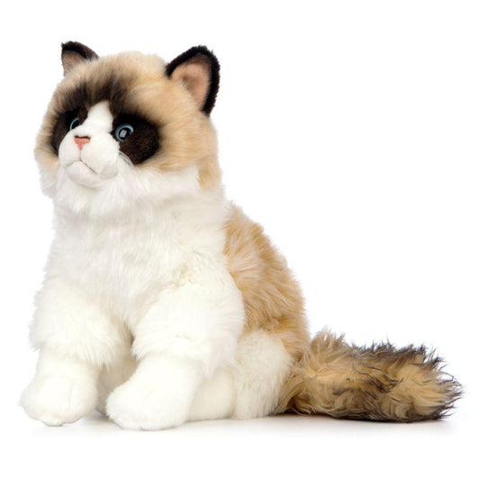 Katt Kosedyr Ragdoll | Living Nature - Bamsedyra AS