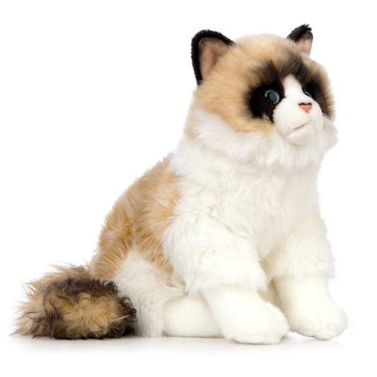 Katt Kosedyr Ragdoll | Living Nature - Bamsedyra AS