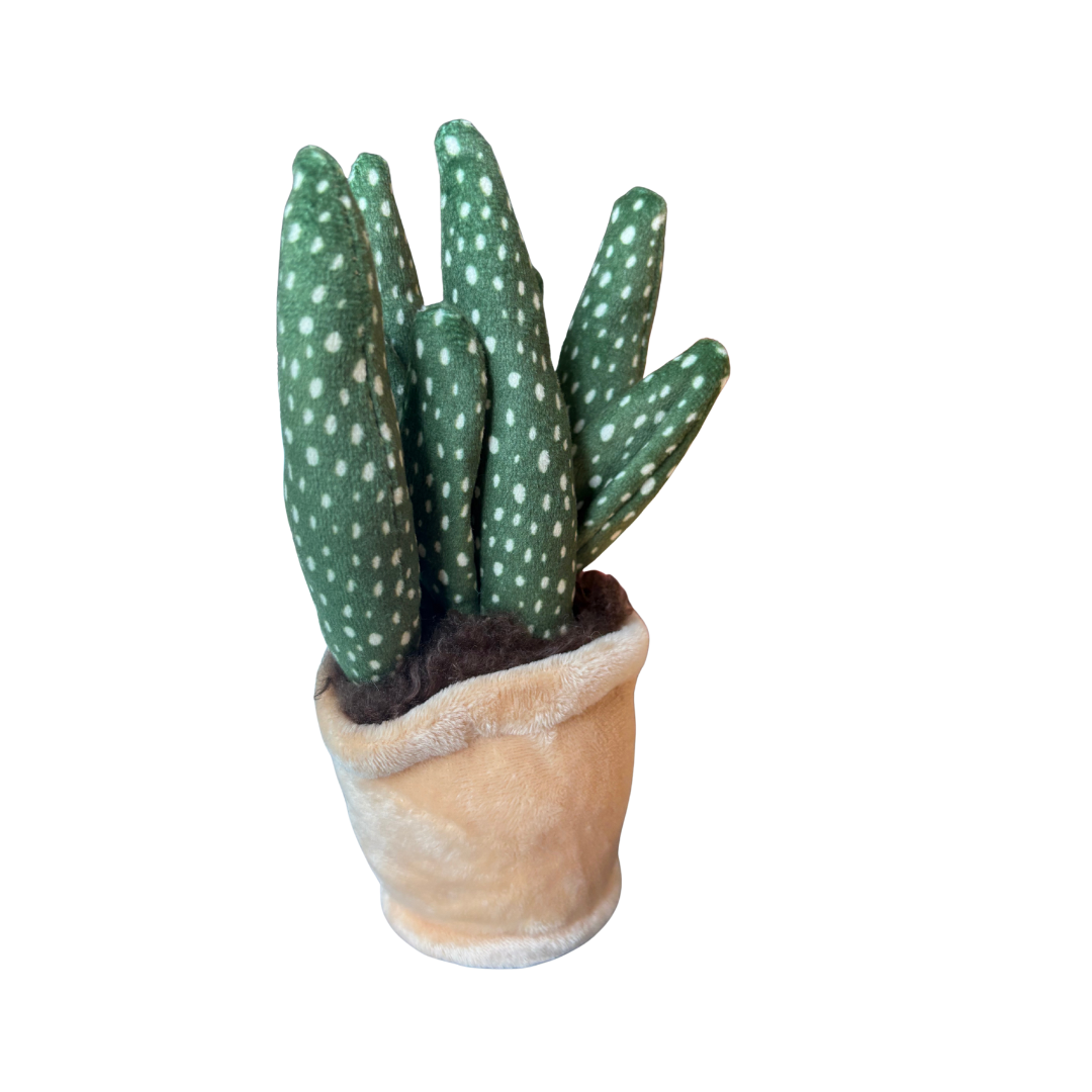 Plysjplante i potte 12–17 cm – 3 varianter (kaktus/sukkulent) | Take Me Home