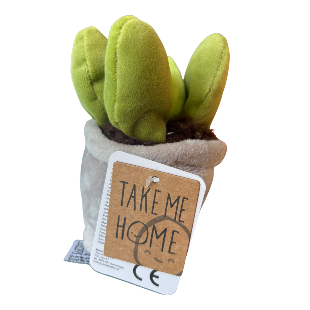 Plysjplante i potte 12–17 cm – 3 varianter (kaktus/sukkulent) | Take Me Home