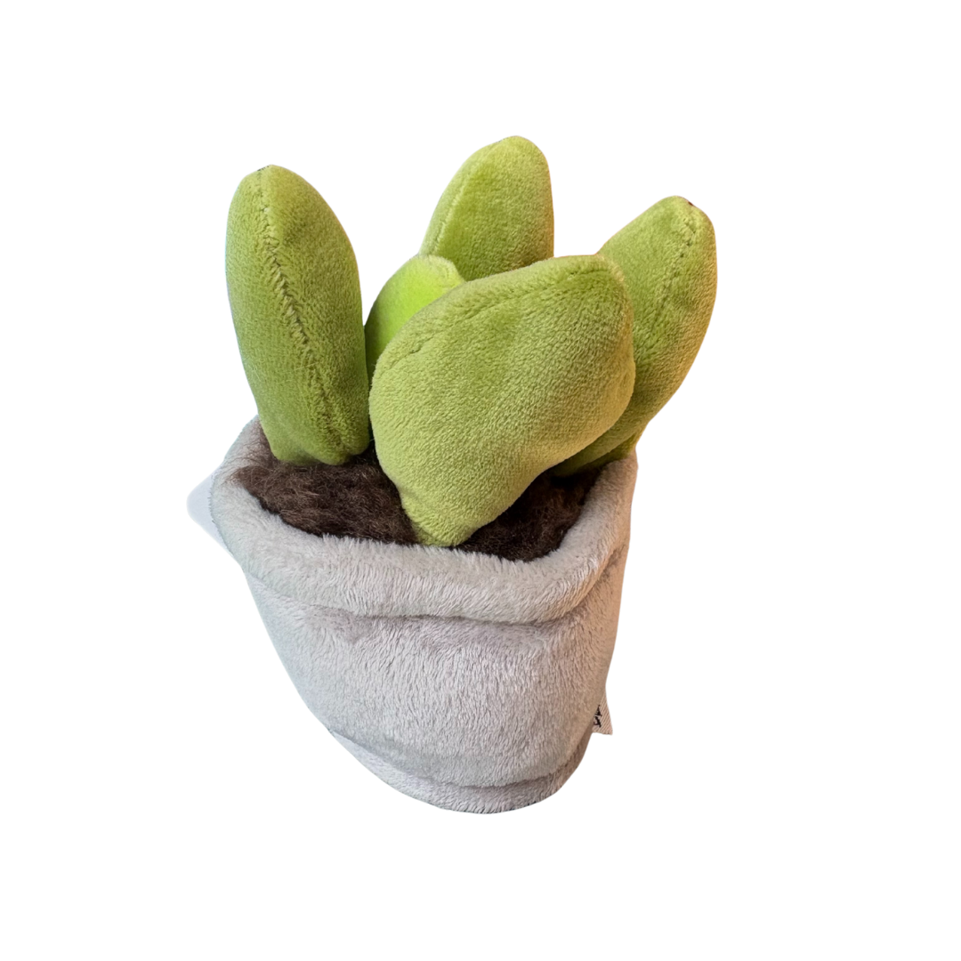 Plysjplante i potte 12–17 cm – 3 varianter (kaktus/sukkulent) | Take Me Home