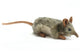 Elefantmus Bamse 18 cm | Hansa Creation