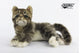 Kitten Gray Plush - 20 cm by Hansa Creation (Coming 01.11.24)