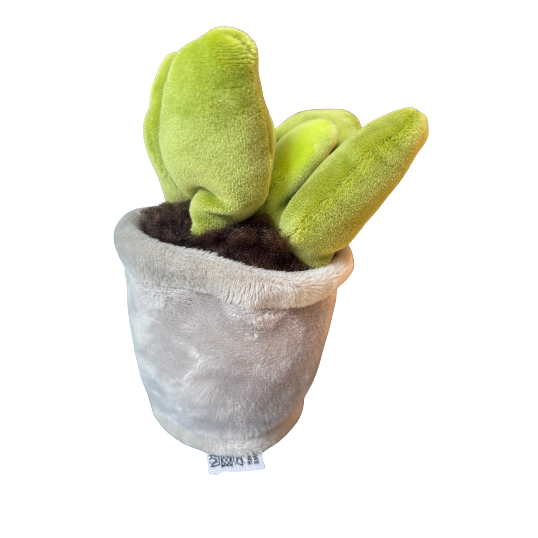 Plysjplante i potte 12–17 cm – 3 varianter (kaktus/sukkulent) | Take Me Home