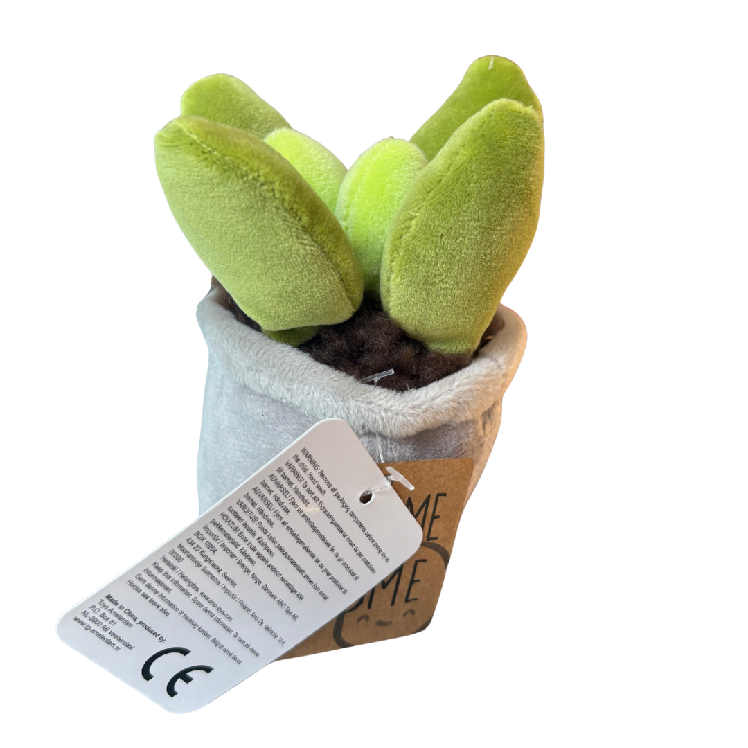 Plysjplante i potte 12–17 cm – 3 varianter (kaktus/sukkulent) | Take Me Home