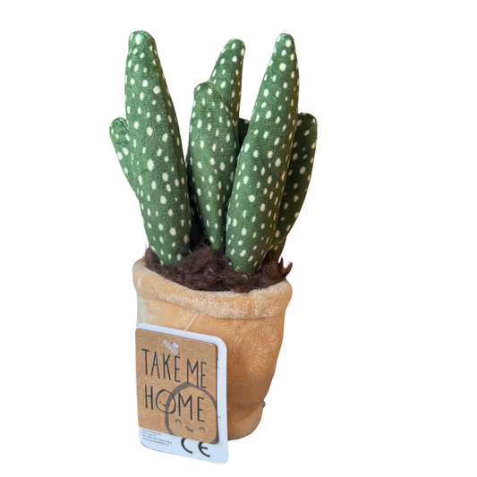 Plysjplante i potte 12–17 cm – 3 varianter (kaktus/sukkulent) | Take Me Home