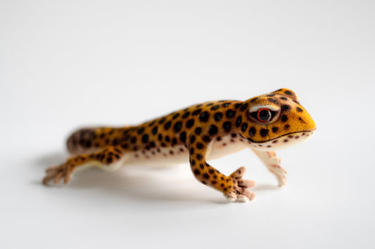 Leopard Gecko 26 cm | Hansa Creation