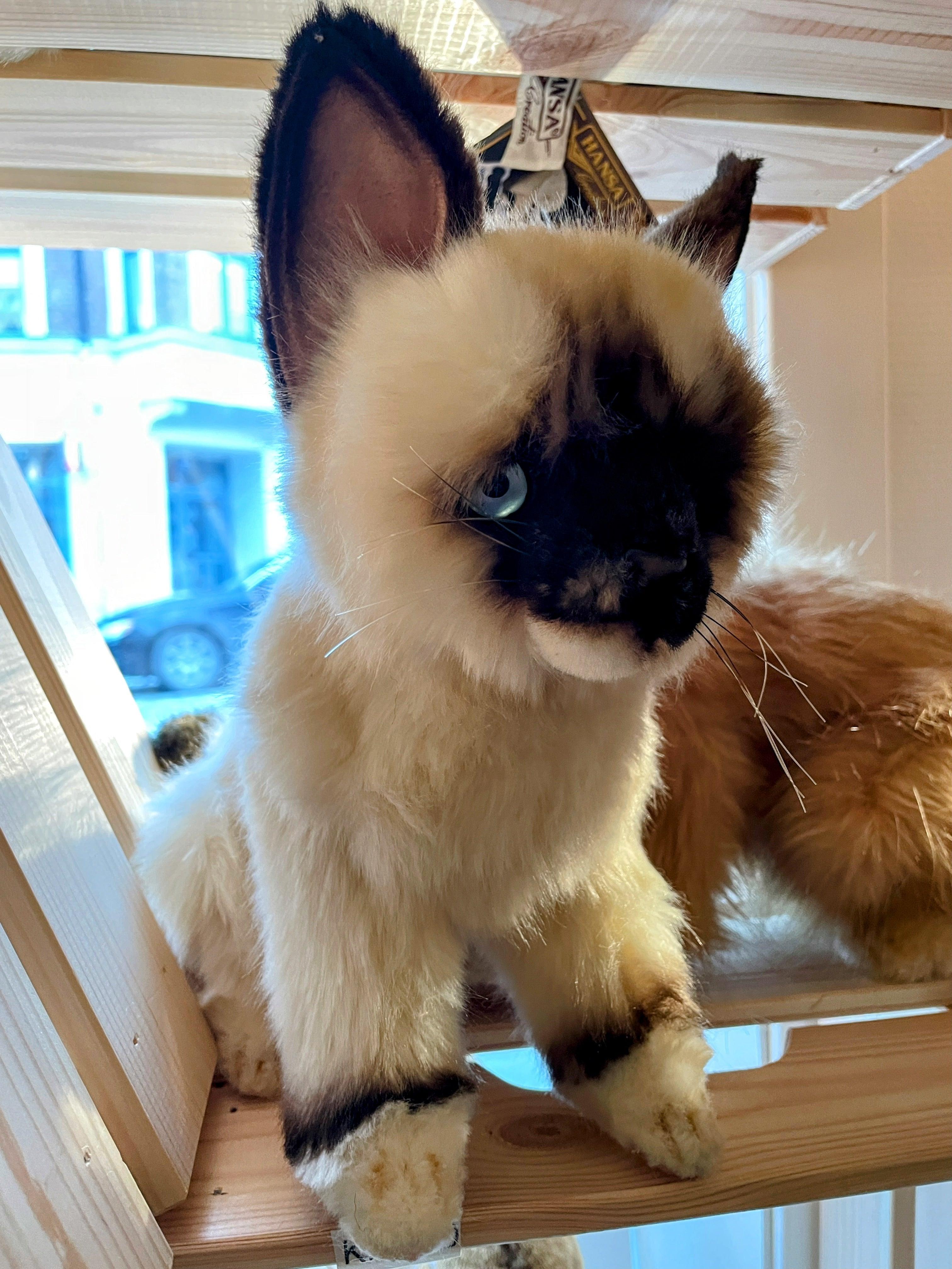 Realistic kitten stuffed animal deals