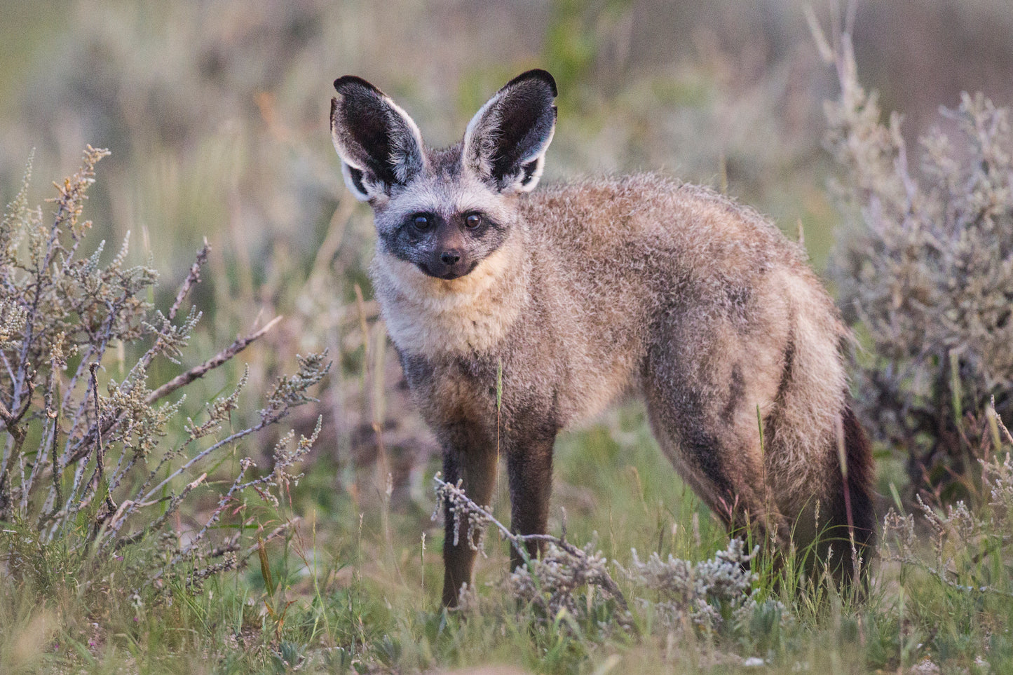 Hansa Creation Bat-Eared Fox teddy