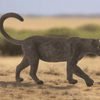 CollectA African Leopard Melanistic (Black Panther) - Bamsedyra AS