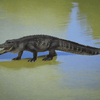 CollectA Alligator Figure (Large) - Realistic and Detailed Replica - Bamsedyra AS