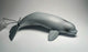 CollectA Beluga Whale Baby - Bamsedyra