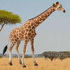 CollectA Giraffe - Bamsedyra AS