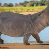 CollectA Hippopotamus - Bamsedyra AS