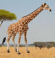 CollectA Giraffe Figure - the tallest animal in the world! - Bamsedyra