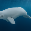 Beluga Hval Baby CollectA - Bamsedyra AS